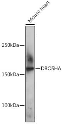 Western Blot: Drosha Antibody [NBP2-92688] - Western blot analysis of extracts of Mouse heart, using Drosha Rabbit pAb (NBP2-92688) at 1:500 dilution. Secondary antibody: HRP Goat Anti-Rabbit IgG (H+L) at 1:10000 dilution. Lysates/proteins: 25ug per lane. Blocking buffer: 3% nonfat dry milk in TBST. Detection: ECL Basic Kit. Exposure time: 180s.